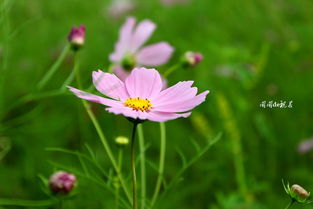 波斯菊图片和格桑花图片