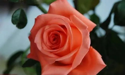 100种玫瑰花的名字 100种玫瑰花的名字