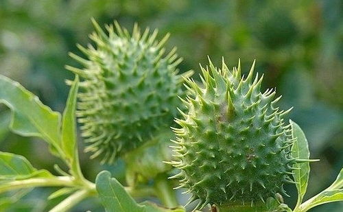曼陀罗果实外用壮阳