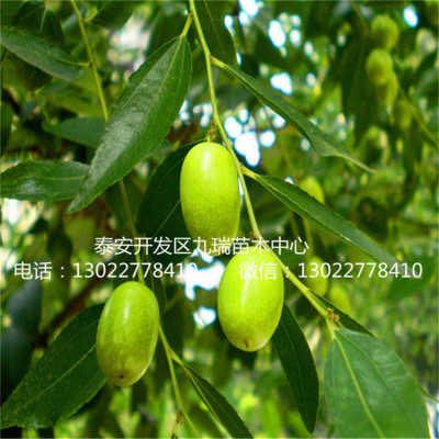 胶东卫矛球价格 胶东卫矛球价格