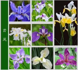 花卉图片大全及花名简笔画