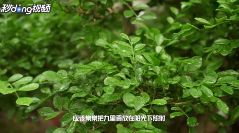 九里香盆景的养殖方法和注意事项