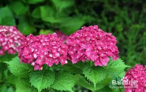 绣球花的家庭养殖方法