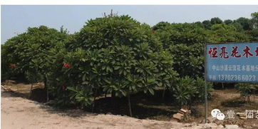 中山花木网