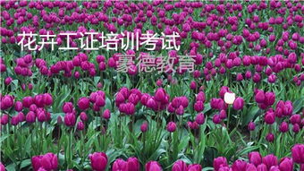 花卉图片信息网