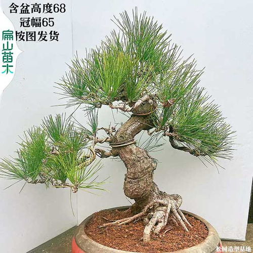 马尾松树图片