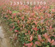 红叶石楠小苗最新价格