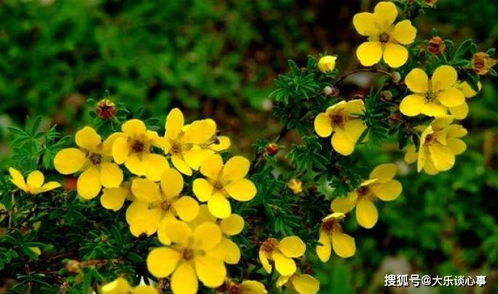 真正的格桑花图片