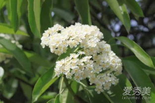 石楠花