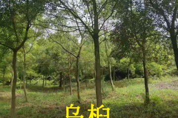 乌桕树价格