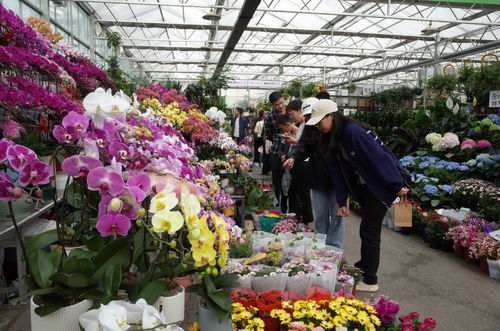 西安市花卉市场有哪些