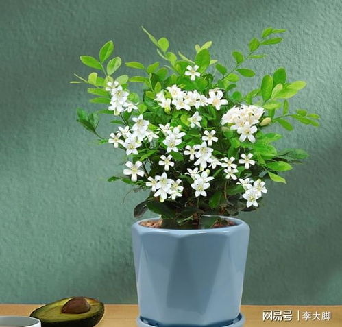 九里香花适合在室内养吗