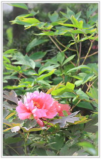 牡丹花花语