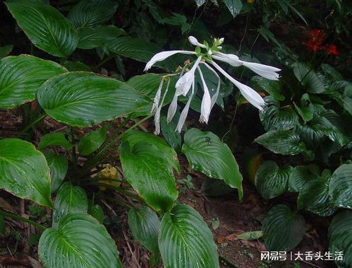 玉簪花的寓意象征