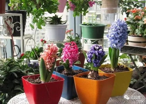 风信子花语及代表意义