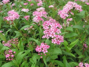粉花绣线菊