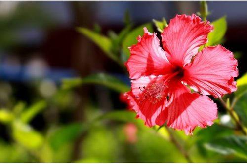 扶桑花的寓意