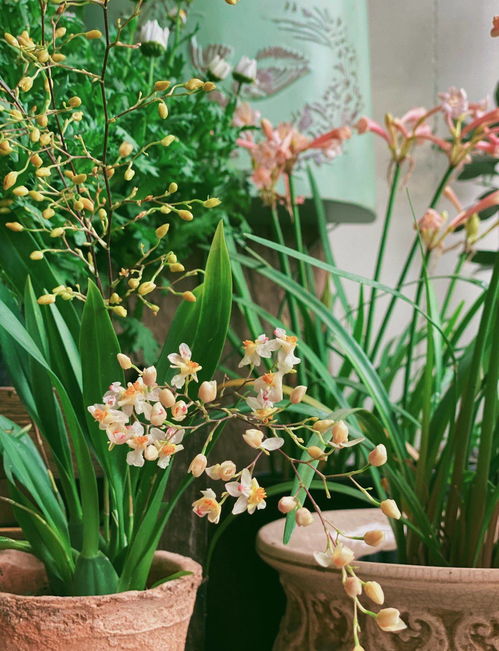 鲜花哪个平台买比较好