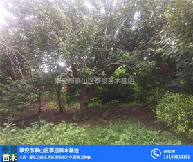 苗木报价查询方式