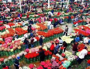 北京花卉市场批发市场在哪里