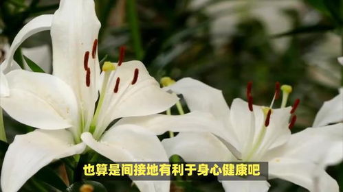 百合花语和寓意是什么意思
