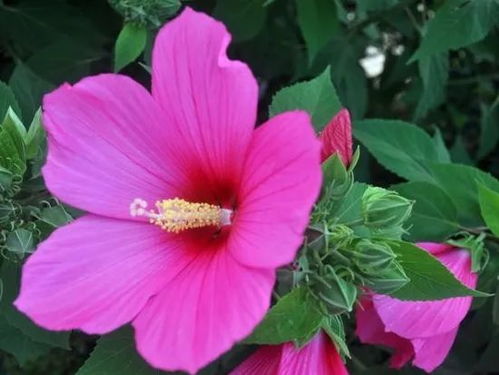 芙蓉花的养殖方法和注意事项 芙蓉花的养殖方法和注意事项