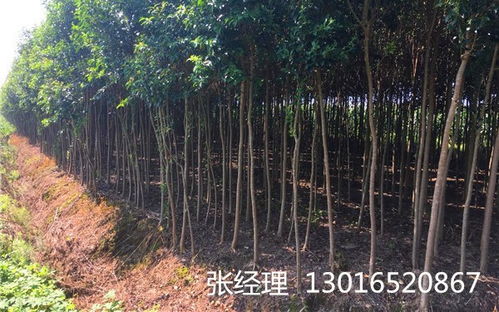 女贞树多少钱一颗