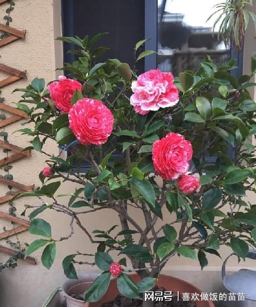 最旺财又镇宅的花