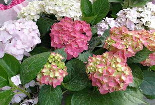 深圳鲜花批发市场在哪里