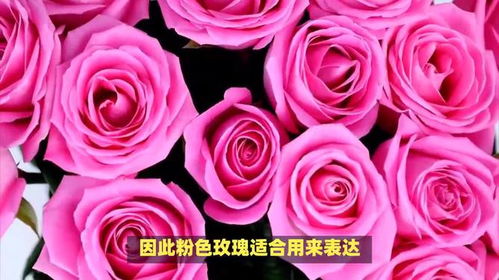 粉色玫瑰花寓意