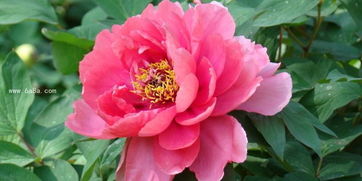 牡丹花的花语