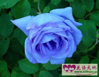 11朵黄玫瑰的花语是什么意思