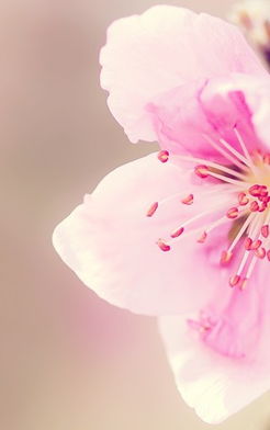 花朵图片唯美