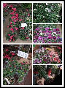 花卉批发市场从哪拿货