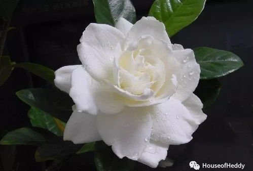 栀子花的花语和象征