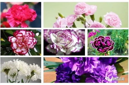 白色康乃馨的花语是什么