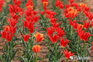 郁金香花语诗句