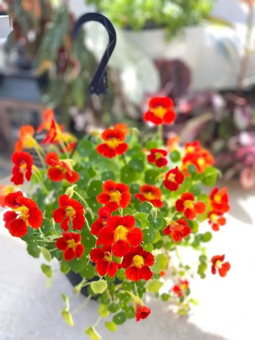 10种代表冬天的花