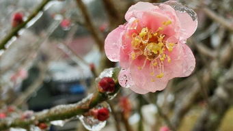 春夏秋冬四个季节的花