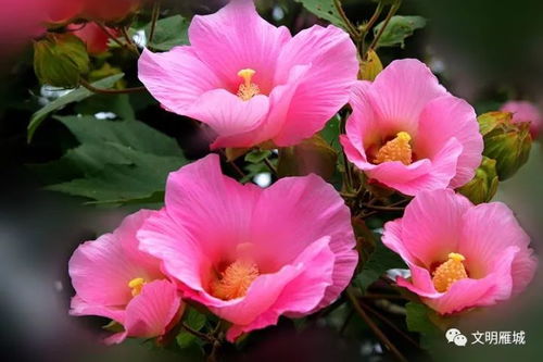 芙蓉花树图片