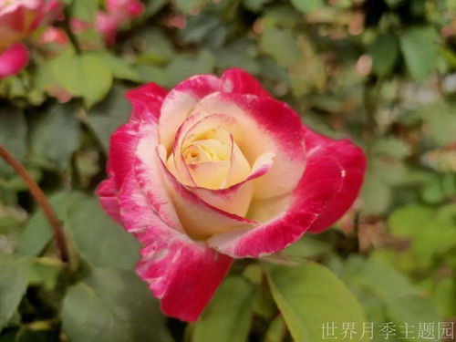 月季花的诗句(月季花的诗句最出名诗)