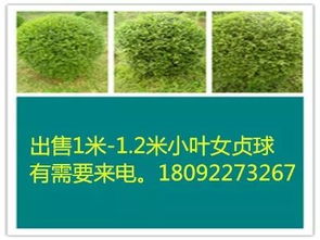 最新苗木求购信息有联系电话