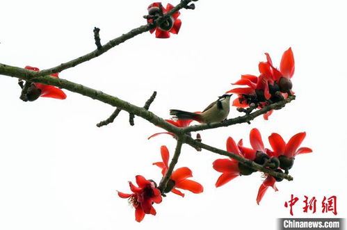 木棉花简笔画