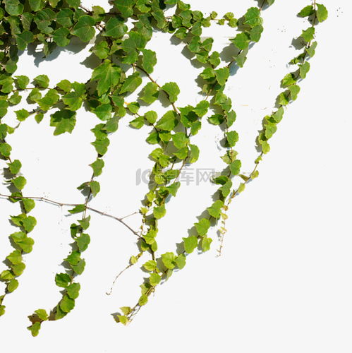 爬山虎植物图片(开花爬山虎植物图片)