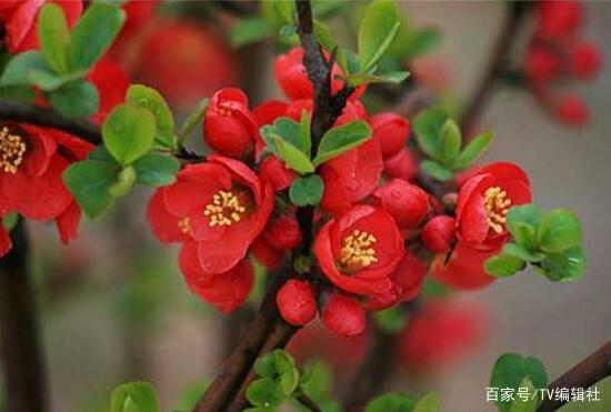 海棠花什么时候开花(海棠花什么时候开花?花期多长?