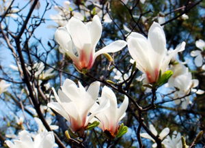 玉兰花的花语和寓意(红色玉兰花的花语和寓意)