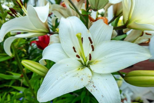 百合花的特点和象征(百合花的特点和象征意义)