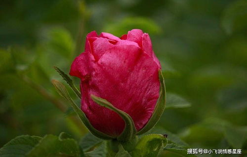 近期双鱼桃花运势如何看呢