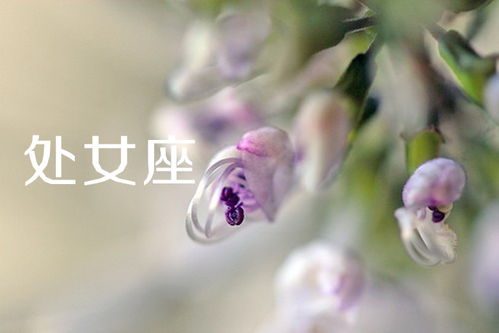 水瓶座桃花近期运势如何（水瓶座最近桃花运）