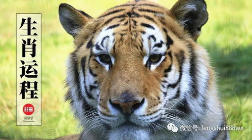 86年近期运势属虎（86年属虎2021全年运势）